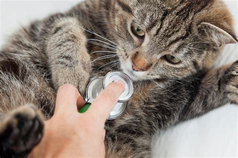 Cat’s test results could just be a fluke